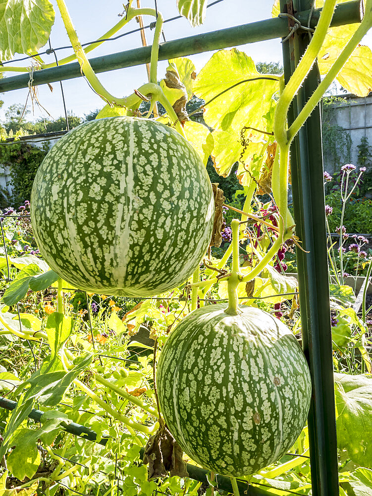 Courge de Siam