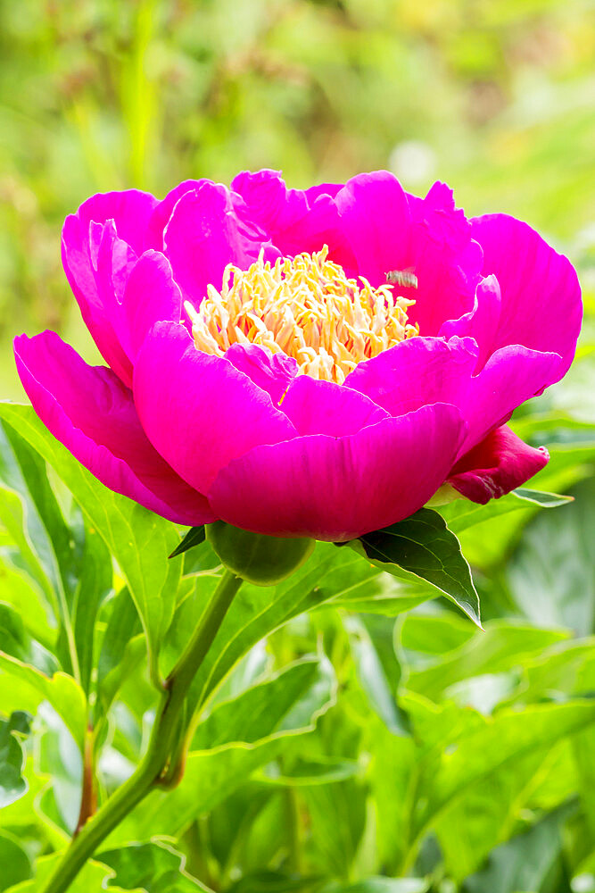 Peony 'Mikado' in bloom in a garden *** Local Caption *** Breeder : Petersen 1893