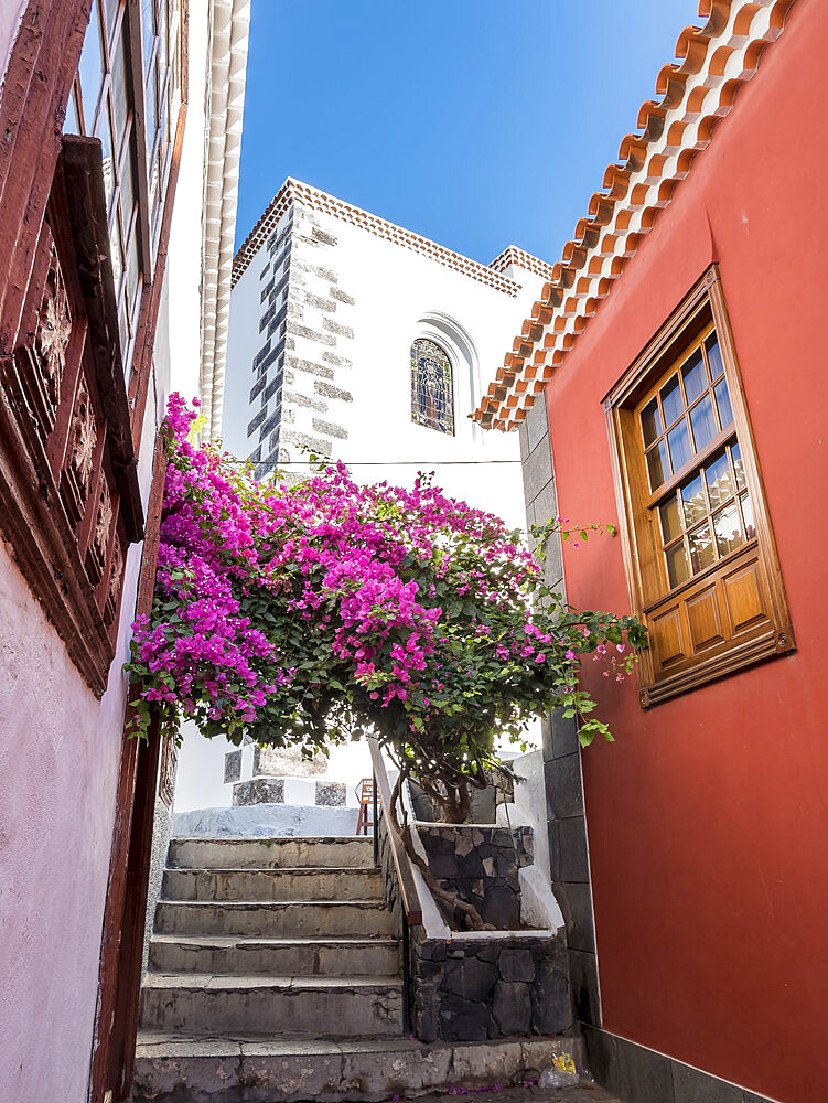 Bougainvillea, Garachico, Tenerife, Islas Canarias, Espagne