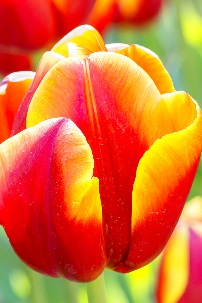 Tulip 'Ice Lolly' in bloom in a garden