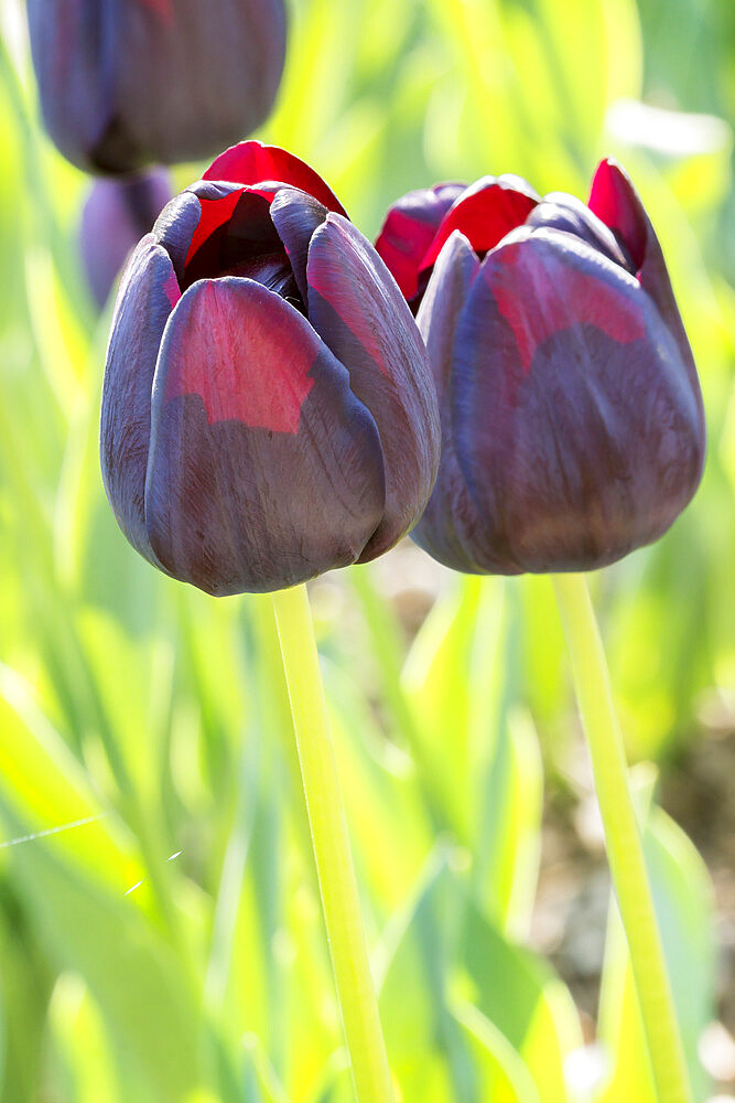 Tulip 'Pittsburg' in bloom in a garden