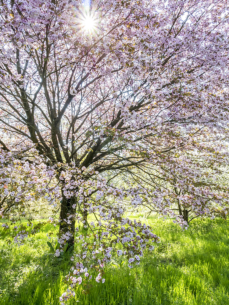 Prunus speciosa 'Ingram'