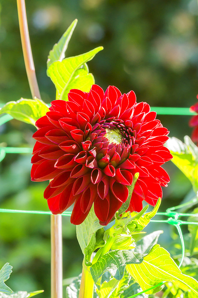 Dahlia 'Jowey Rita' Breeder : Weyts (BEL) 2008