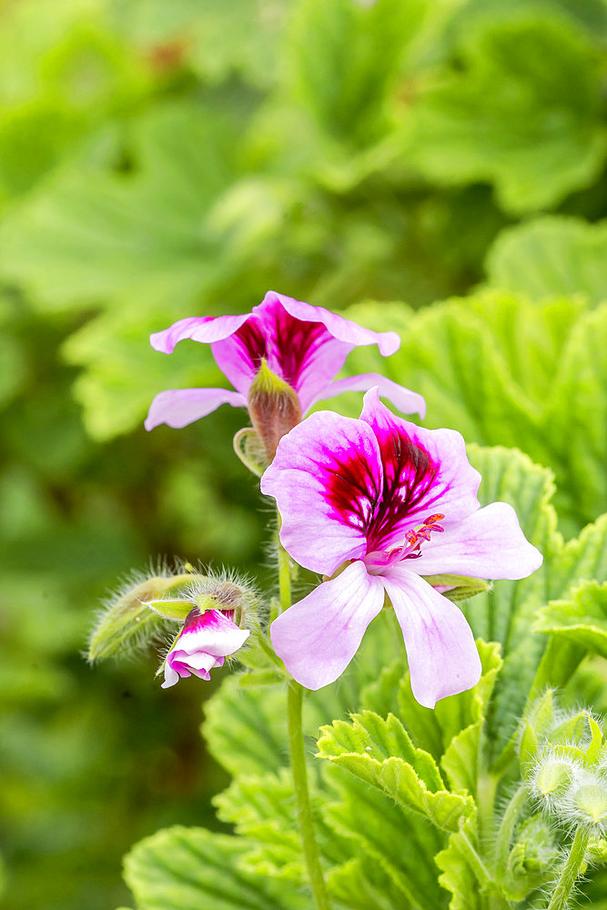 Pelargonium 'Orange Fizz'