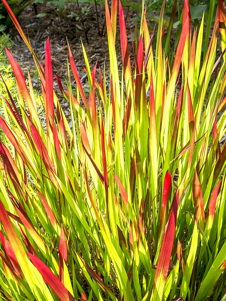 Imperata cylindra 'Red Baron'