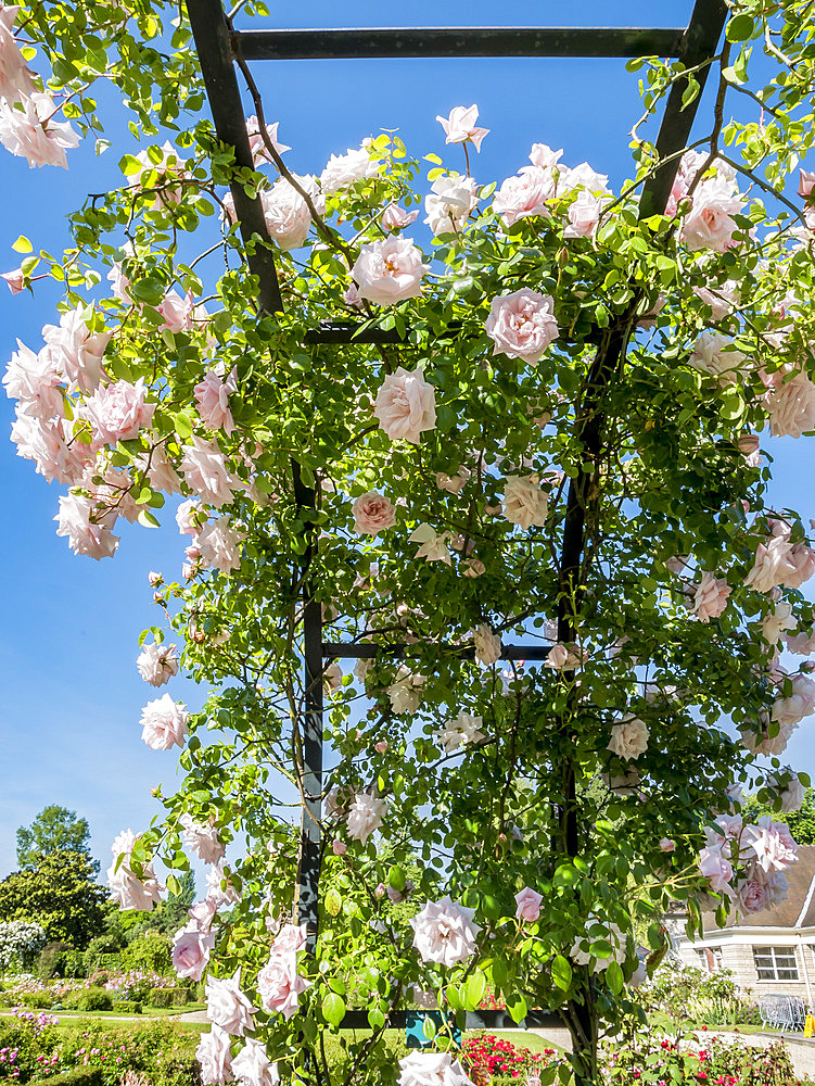 Rosa 'New Dawn' Obtenteur : Sommerset 1930