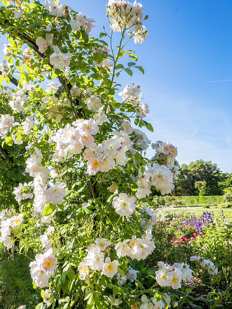 Rosa 'Sourire d'Orchidee' Obtenteur : Croix (FRA) 1985