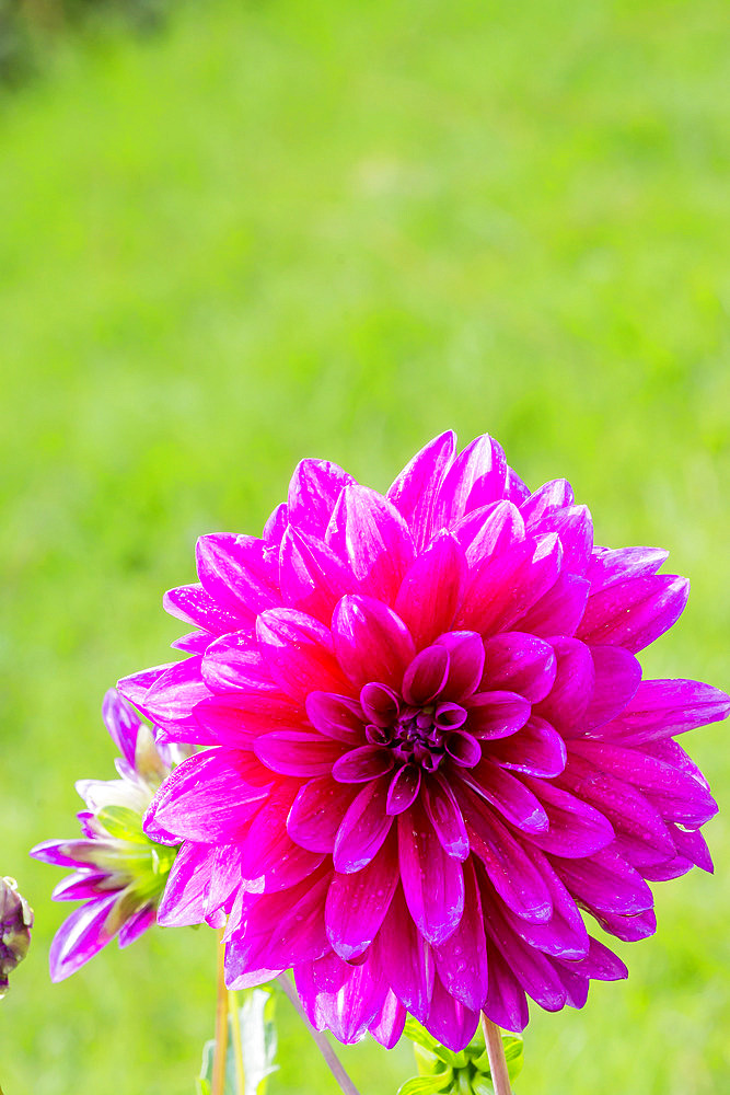 Dahlia 'Le Baron' Breeder : Aanhane (NDL) 1995