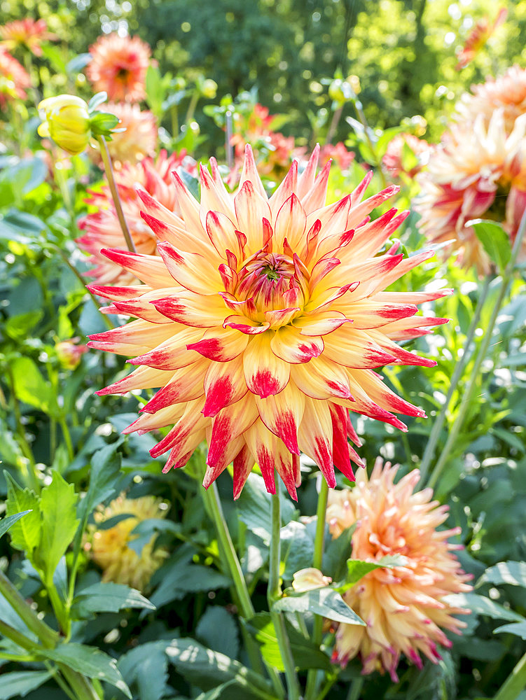 Dahlia 'Isadora' Breeder : Gryson (BEL) 2002