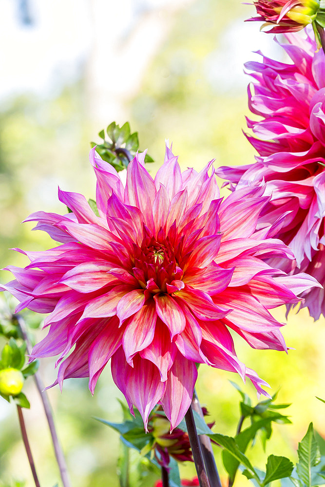 Dahlia 'Michele Mignot' Breeder : Truffaut (FRA) 1959