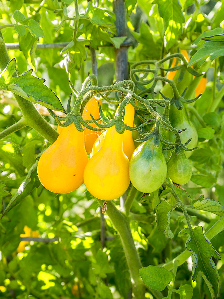 Tomate cerise 'Mirabelle Blanche'