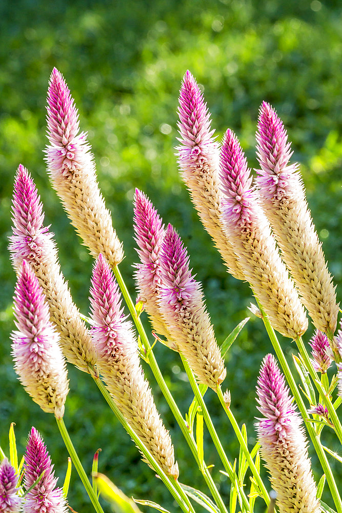 Celosia argentea spicata 'Purple Flamingo Feather'