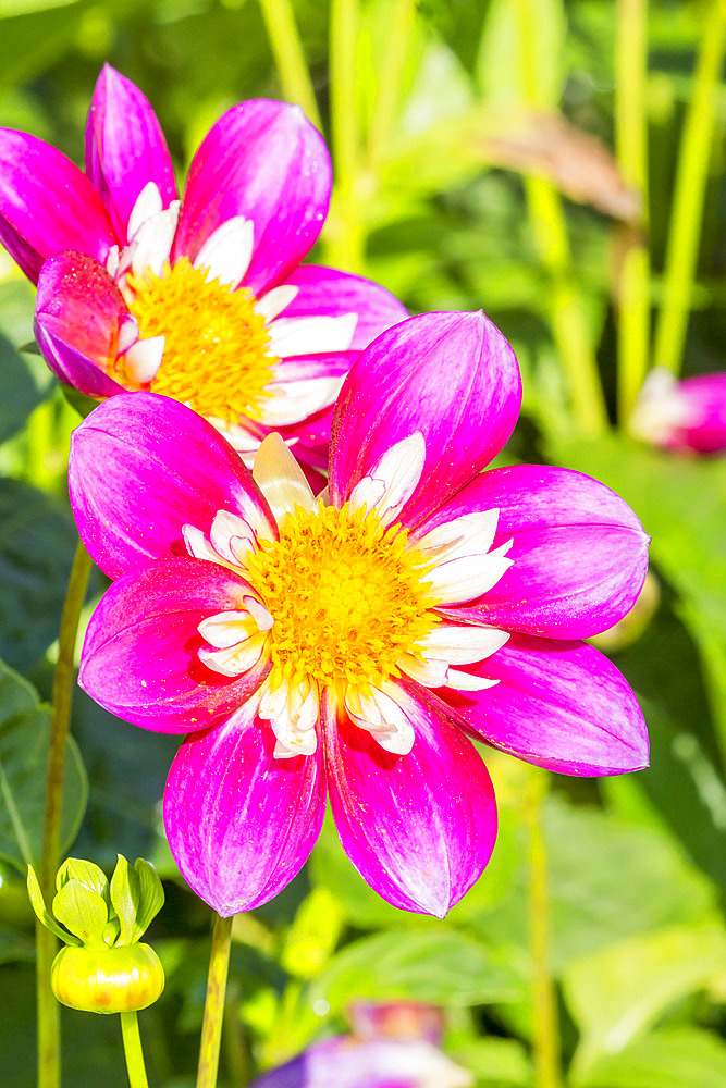 Dahlia 'Colvil' Breeder : Largant (FRA) 2017