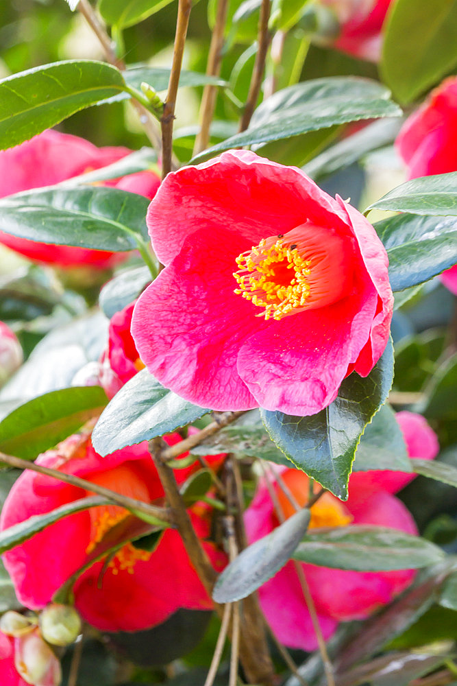 Camellia japonica 'Jean Laborey' (USA) 1985