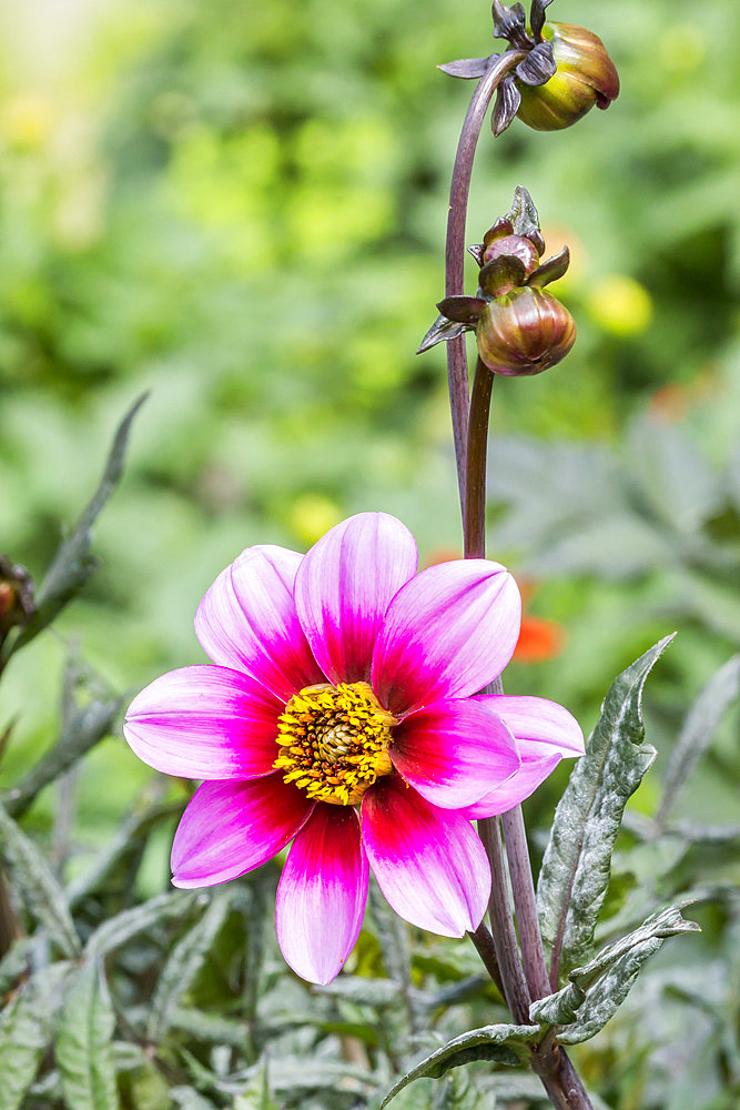 Dahlia 'Happy Single Wink' Breeder : Verwer (NDL) 2005