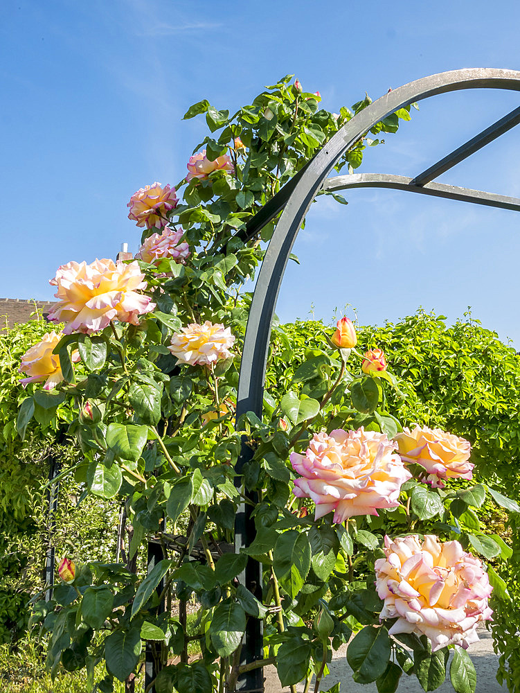 Rosa 'Clair Matin' Obtenteur : Meilland (FRA) 1960