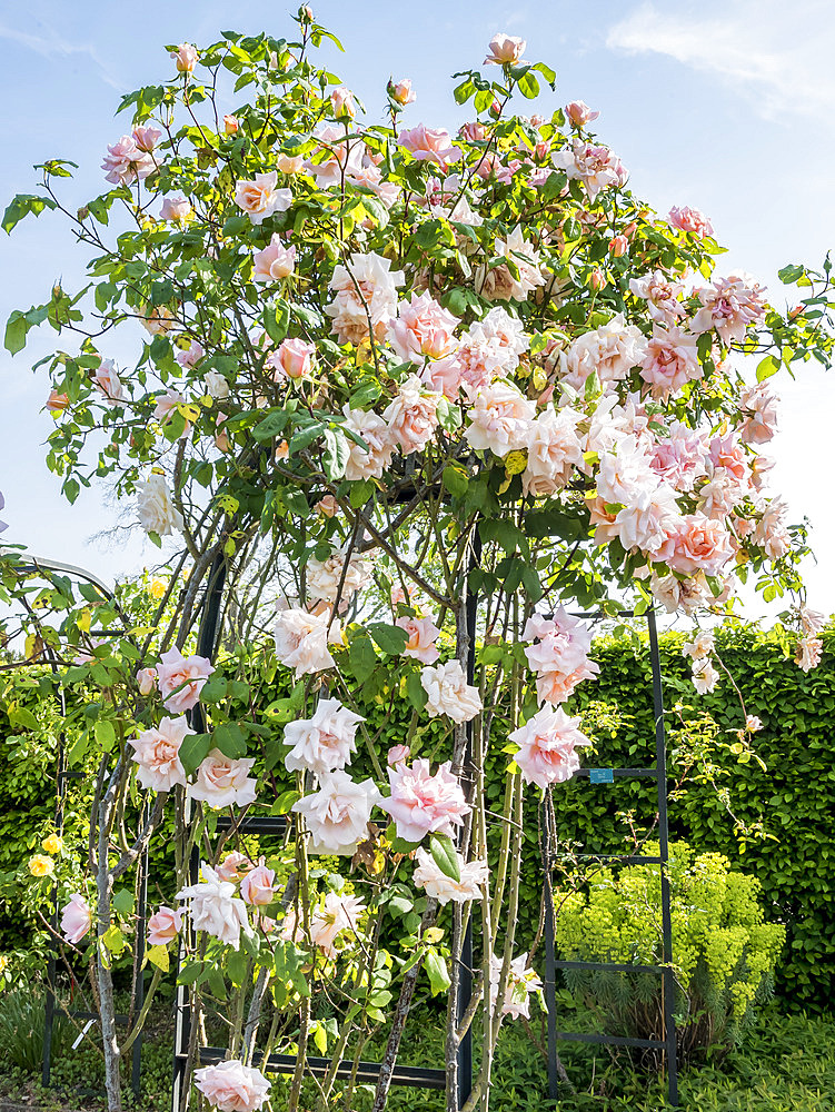 Rosa 'Grimpant Michele Meilland' Breeder : Meilland (FRA) 1945