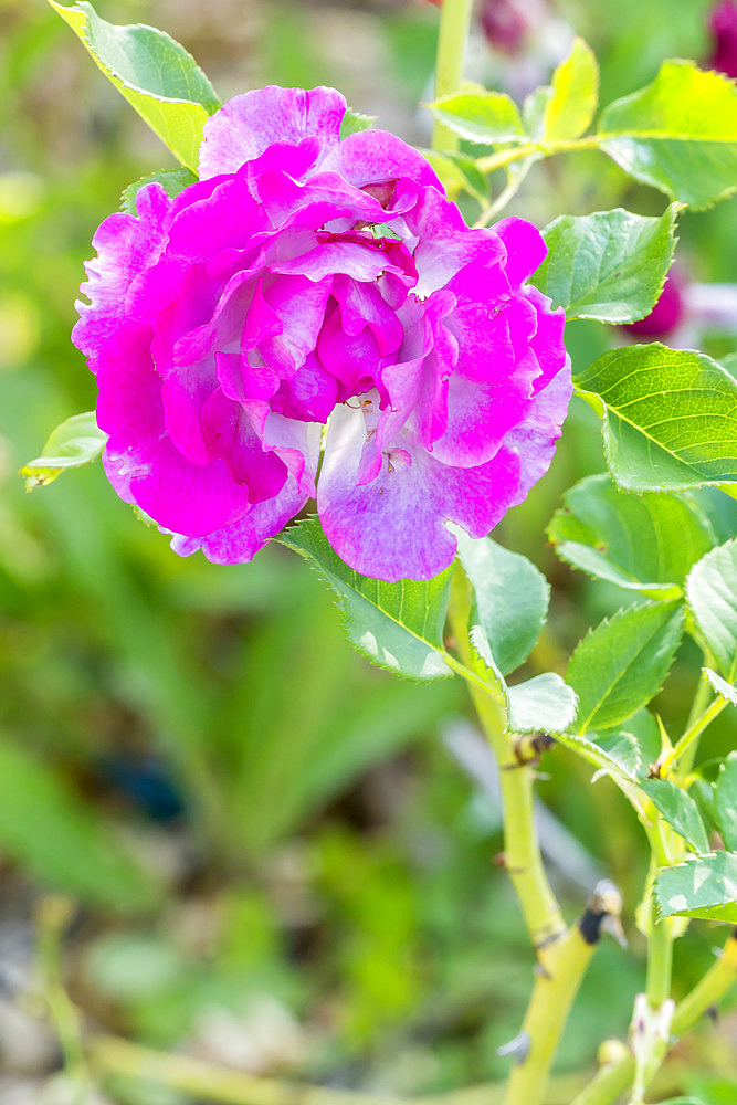 Rosa 'Blue Eden' Breeder : Carruth (USA) 2004