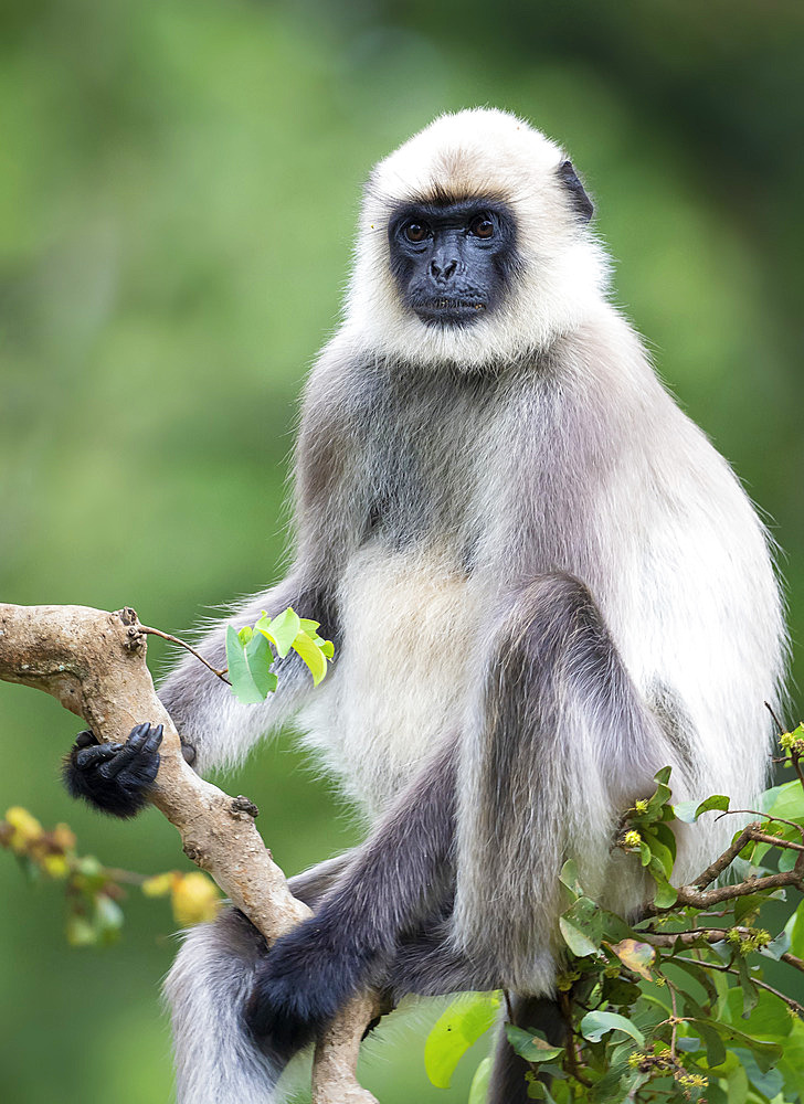 Southern Plains Grey Langur (Semnopithecus dussumieri), portrait, Kabini Forest, India