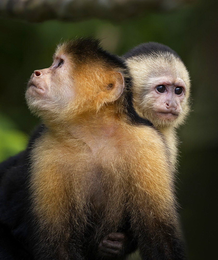 White-faced Capuchin (Cebus imitator), female with infant, Lake Gatun, Panama