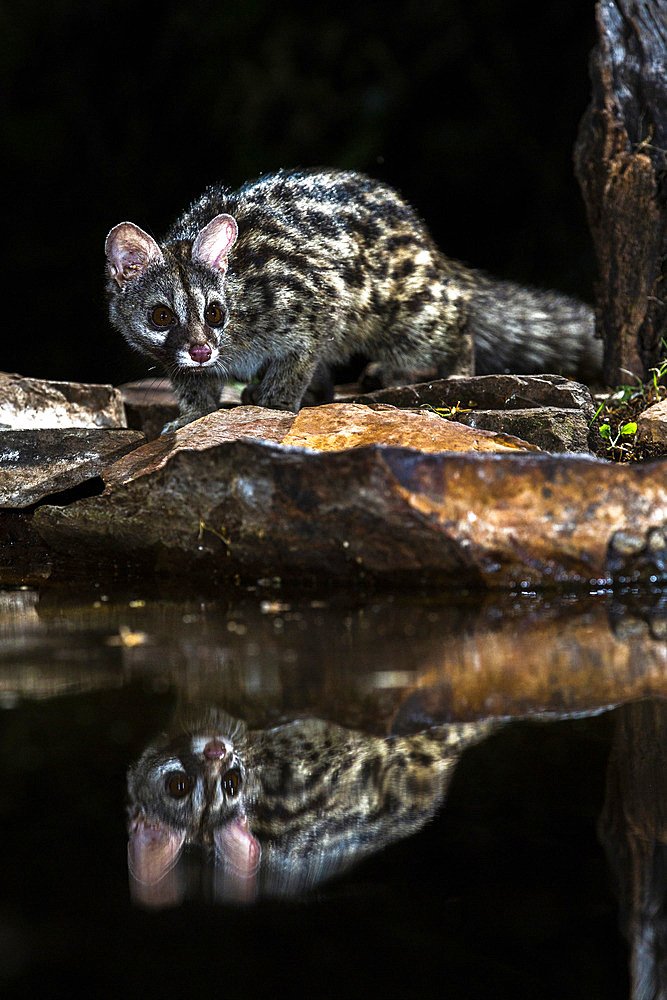 Common genet (Genetta genetta) at the waters' edge, Extremadura, Spain