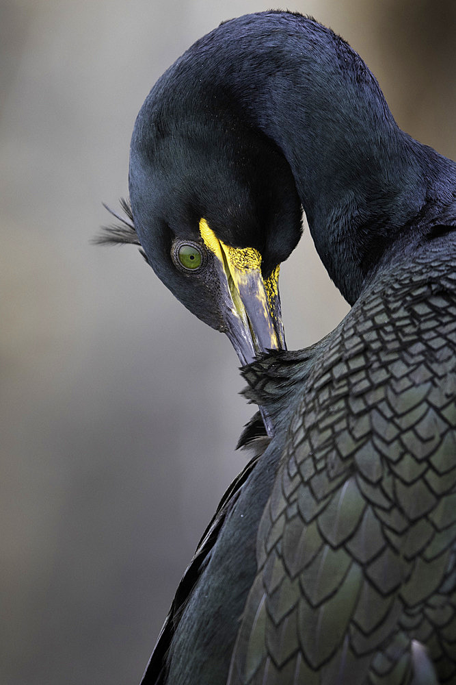 A preening Shag (Phalacrocorax aristotelis) off the coast of Northumberland, UK.