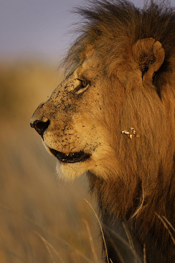 A male Lion (Panthera leo) looks on in the Maasai Mara National Park, Kenya.