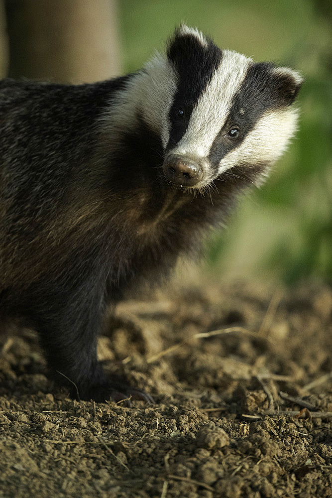 A Badger (meles meles) emerges from the sett in the Peak District National Park, UK.