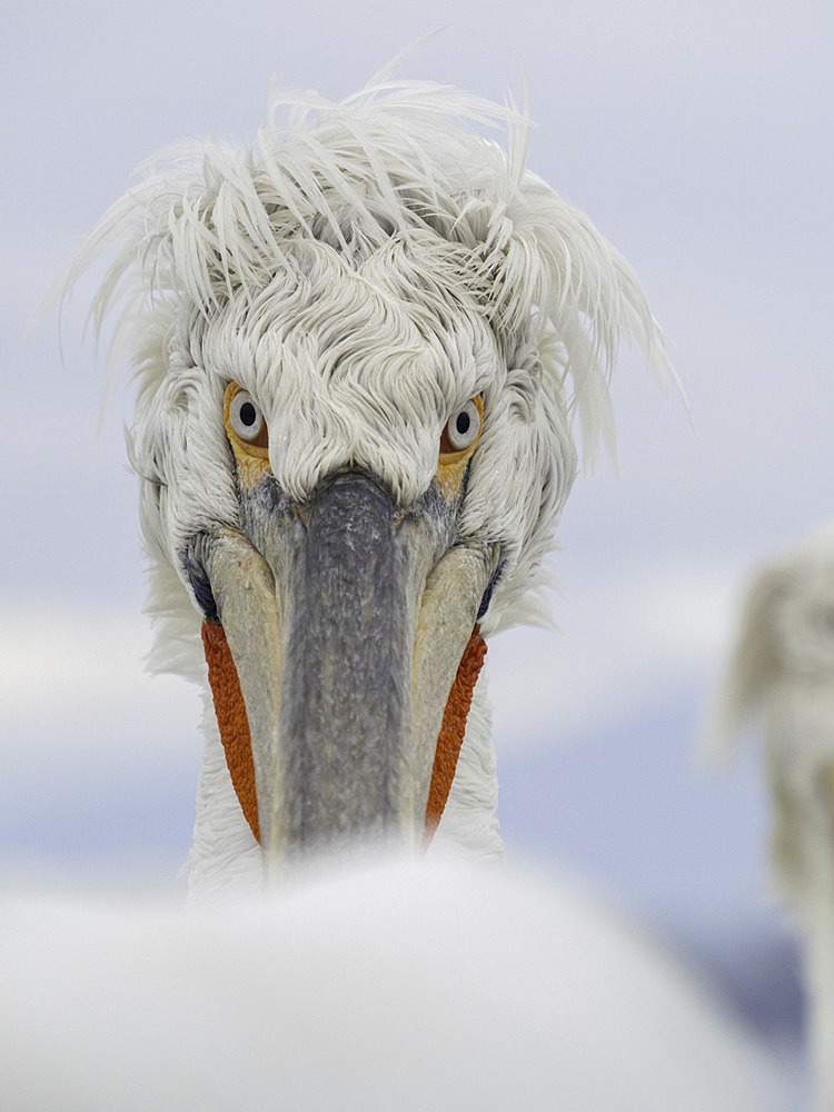 A Dalmatian Pelican (Pelecanus crispus) on Lake Kerkini, Greece.