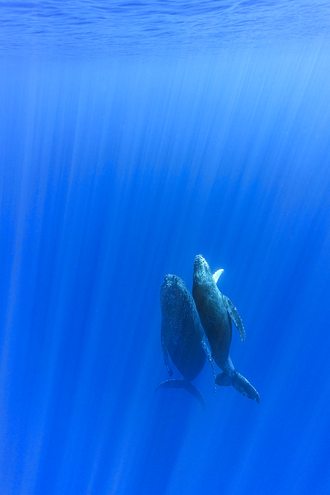 Humpback whale (Megaptera novaeangliae) mother with calf rising from the bottom, Reunion, overseas department and region of the French Republic and an Indian Ocean island in East Africa