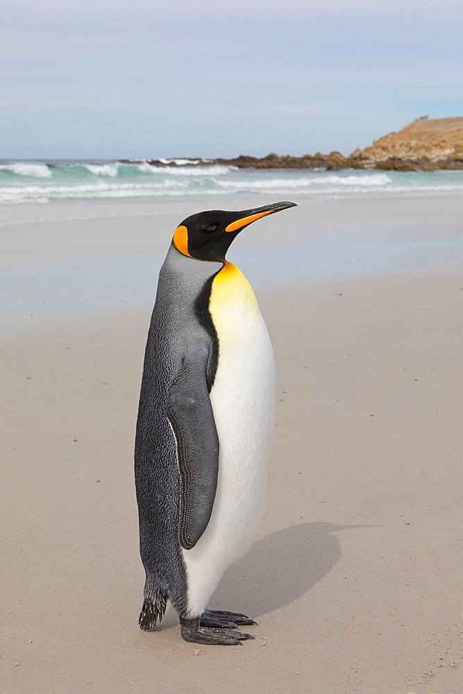 King penguins (Aptenodytes patagonicus), Volunteer Point, East Falkland, Falklands