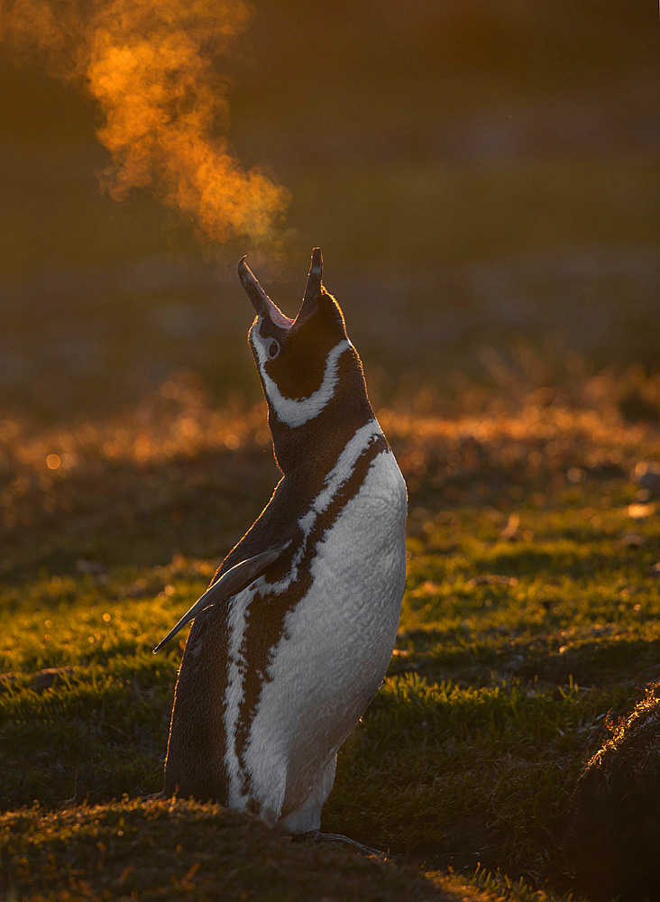 Magellanic penguin (Spheniscus magellanicus) in a cold sunset,l Volunteer Point, East Falkland