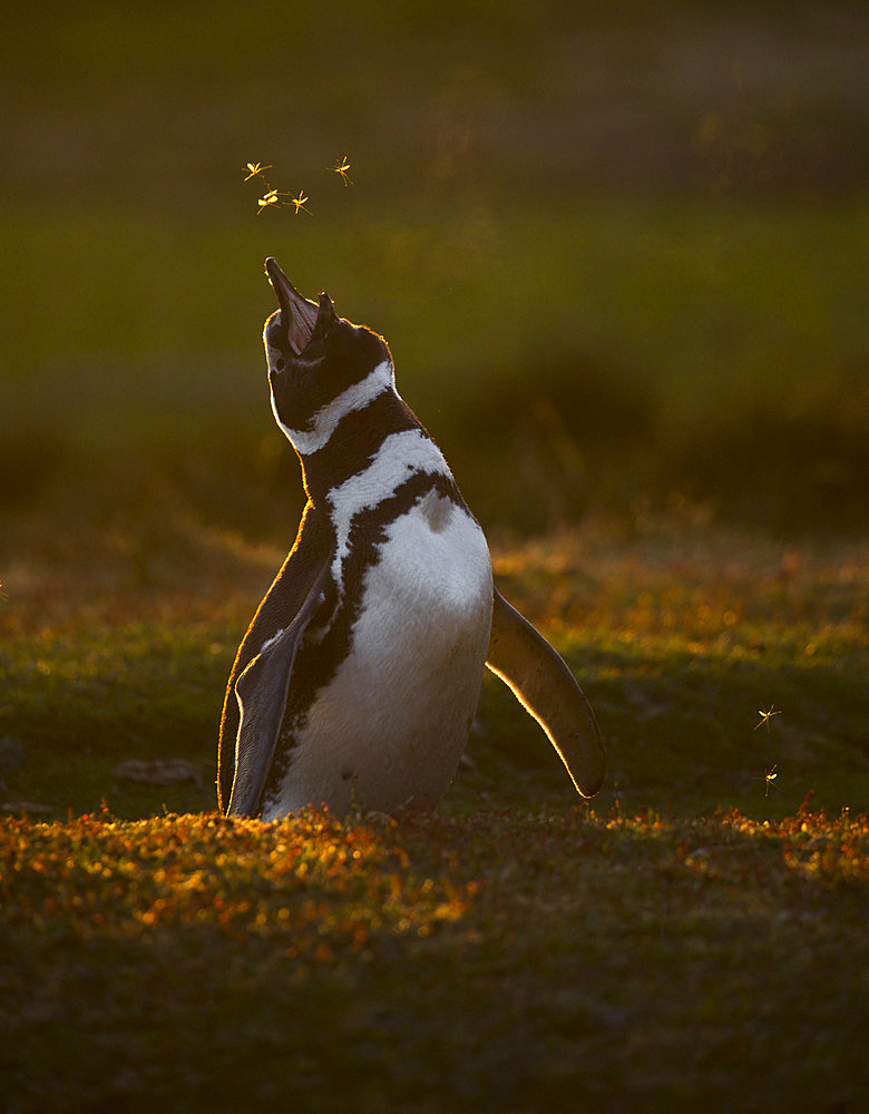 Magellanic penguin (Spheniscus magellanicus) at his nesting hole, Volunteer Point, East Falkland, Falklands