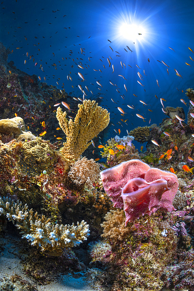 Underwater atmosphere with coral, sponge and sun, Mayotte