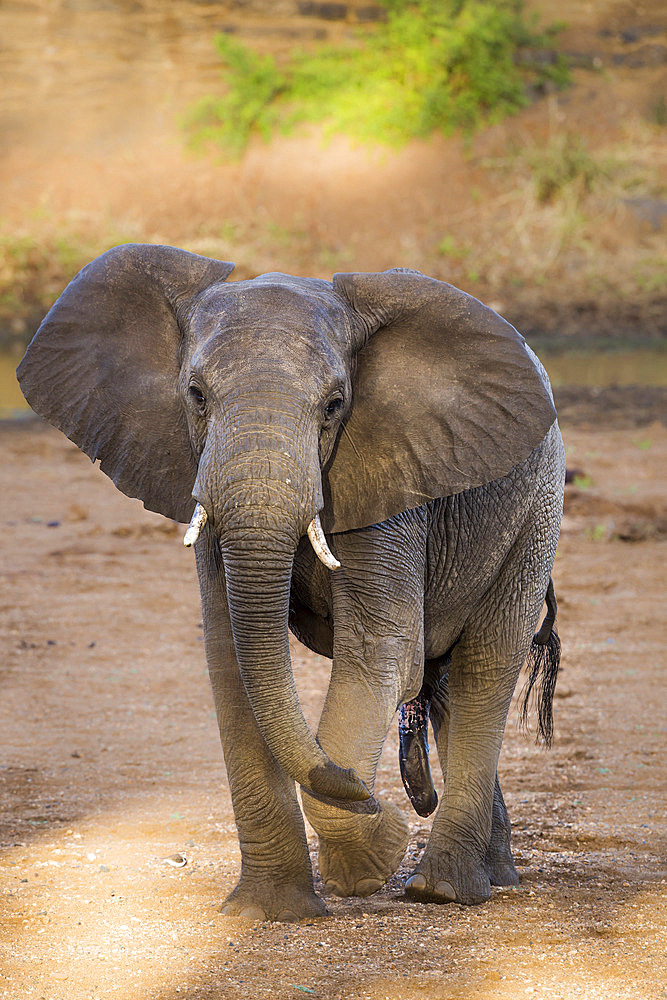 African bush elephant (Loxodonta africana) male front view in Kruger National park, South Africa