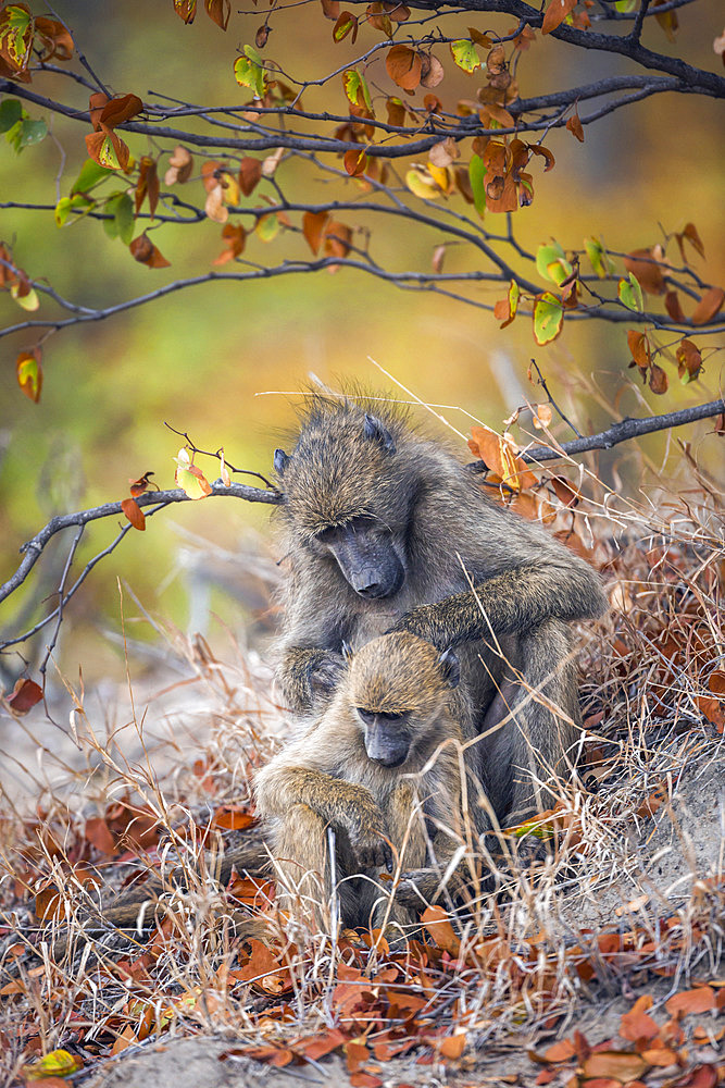 Chacma baboon (Papio ursinus) female delousing young in Kruger National park, South Africa