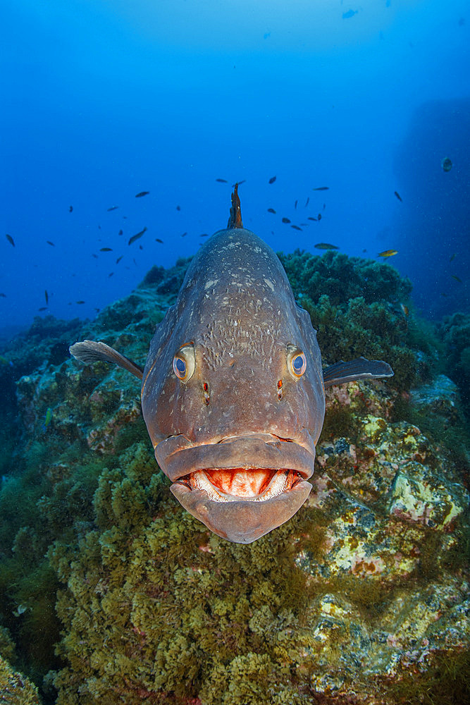 Dusky grouper (Epinephelus marginatus), Formigas Islet dive site, 27 miles northeast of Santa Maria Island, Azores, Portugal, Atlantic Ocean