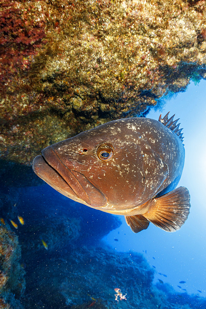 Dusky grouper (Epinephelus marginatus), Formigas Islet dive site, 27 miles northeast of Santa Maria Island, Azores, Portugal, Atlantic Ocean