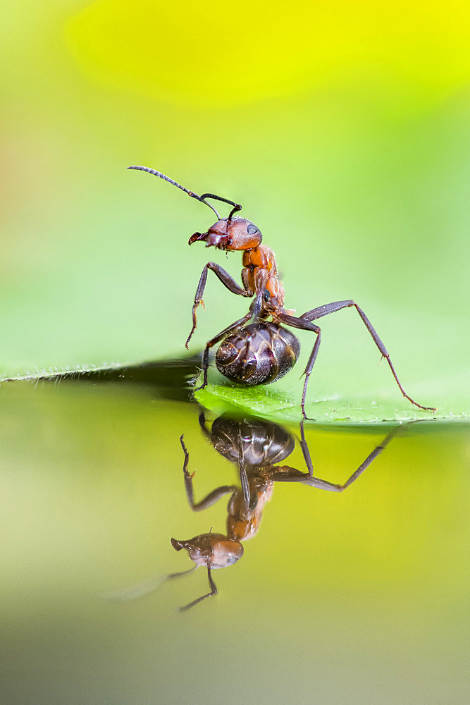 European Red Wood Ant (Formica polyctena) in defensive position with reflection, Lorraine, France