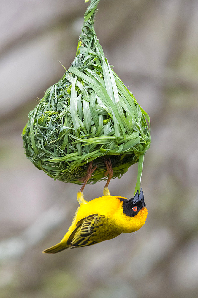 Southern Masked Weaver (Ploceus velatus), adult male building its nest, Mpumalanga, South Africa