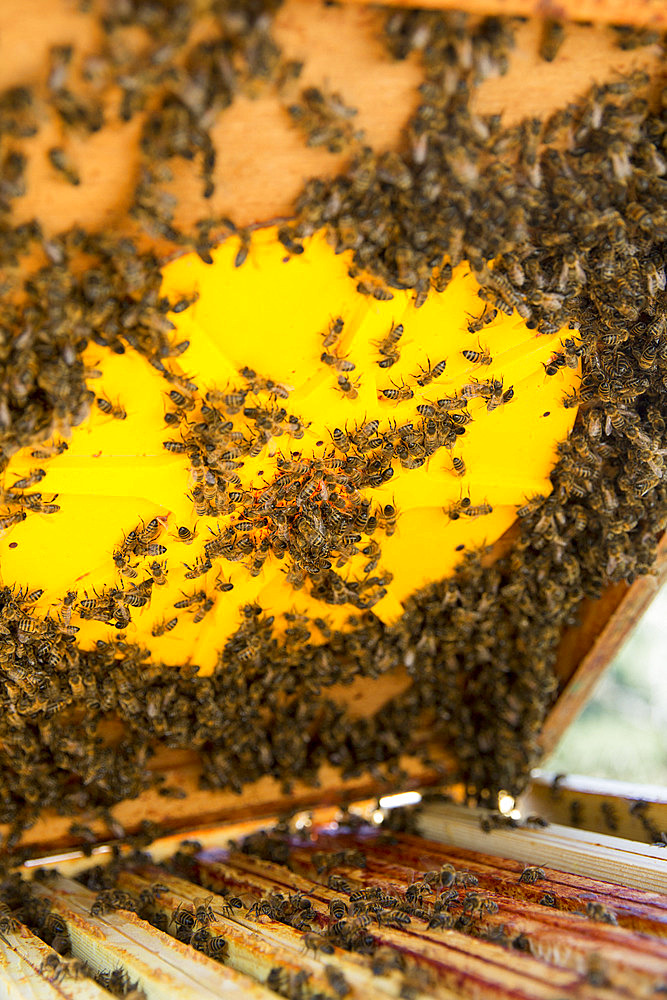 Bee hunting seen from below, it allows an easier harvest because once the bees are locked in the brood, the harvest of the supers becomes a simpler and less stressful operation for the bees, around Cluny, France