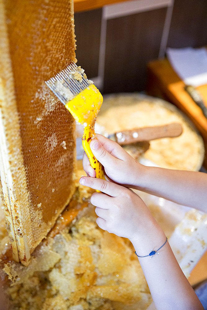 Uncapping using an uncapping harrow to remove the layer of wax blocking the cells, around Cluny, France