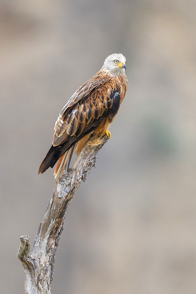 Red Kite (Milvus milvus), adult perched on a dead tree, Basilicata, Italy