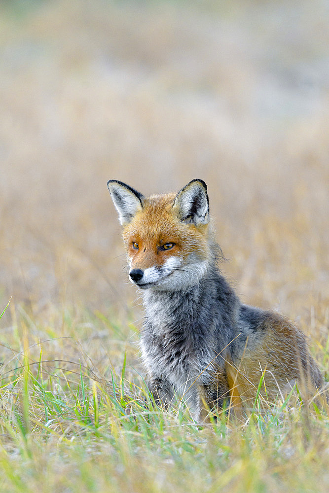 Red fox on meadow, Vulpes vulpes, Germany, Europe
