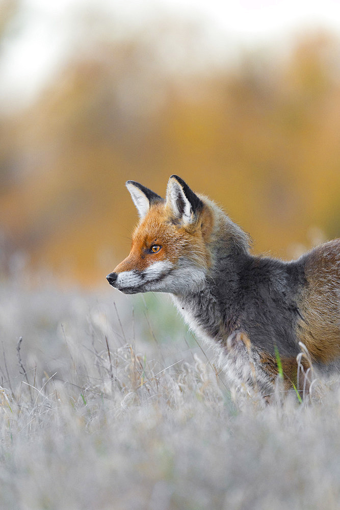 Red fox on meadow, Vulpes vulpes, Winter, Germany, Europe