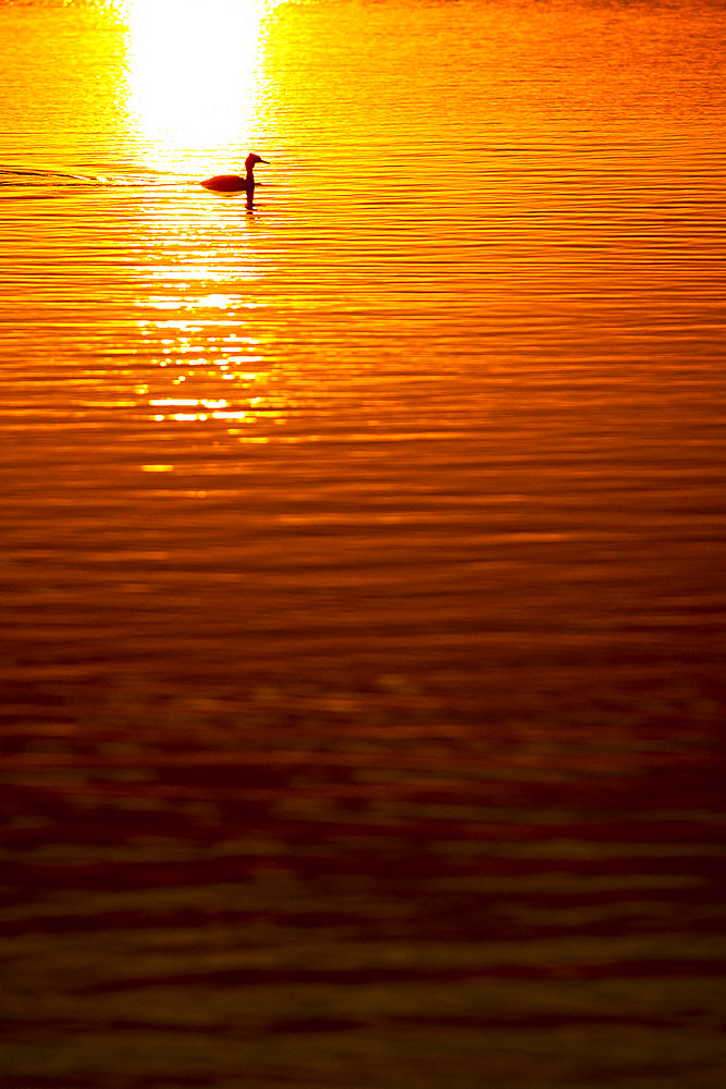 Great Crested Grebe (Podiceps cristatus) on water at sunset, Camargue, France