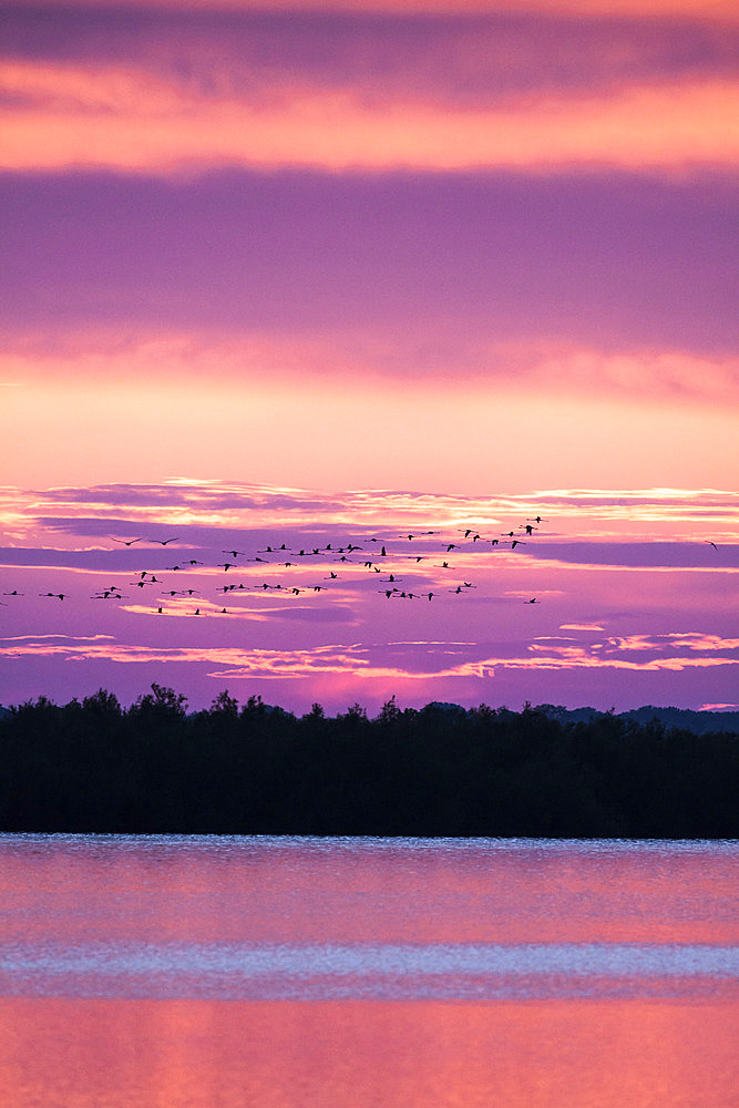 Greater Flamingo (Phoenicopterus roseus) in flight, Camargue, France