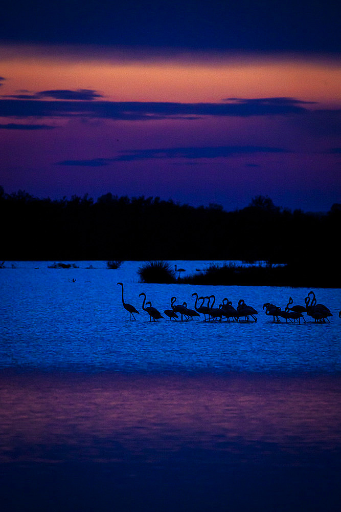 Greater Flamingo (Phoenicopterus roseus) on water, Camargue, France