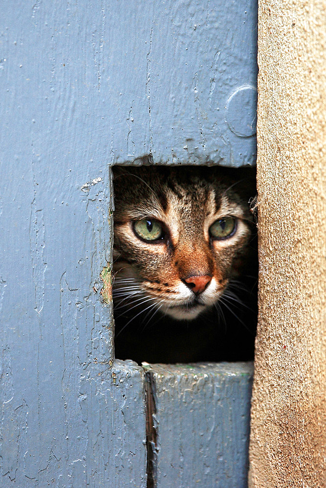 Cat behind a catflap