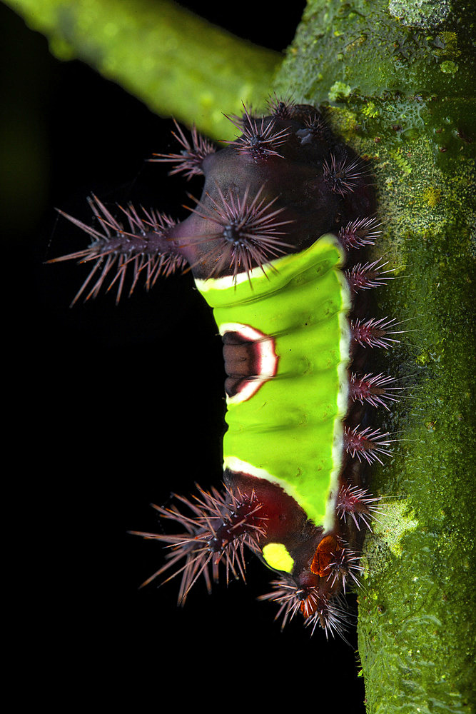 Flannel moth (Acharia stimulea), caterpillar, Panama